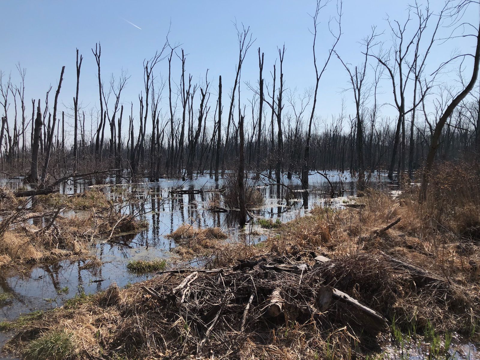 Wetlands